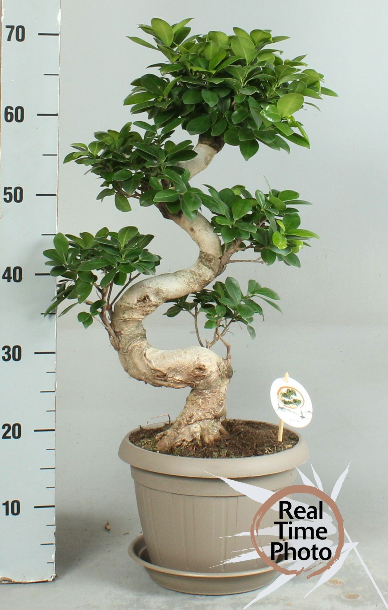 Fic Mi Ginseng 25P 70H 1stek