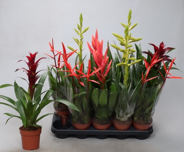 Bromelia Gem 12P 50H