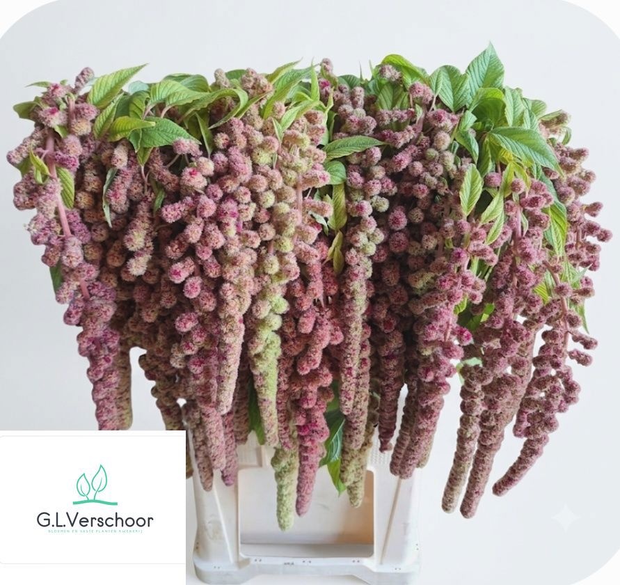 Amaranthus Hanging Caudatus Mira 90cm