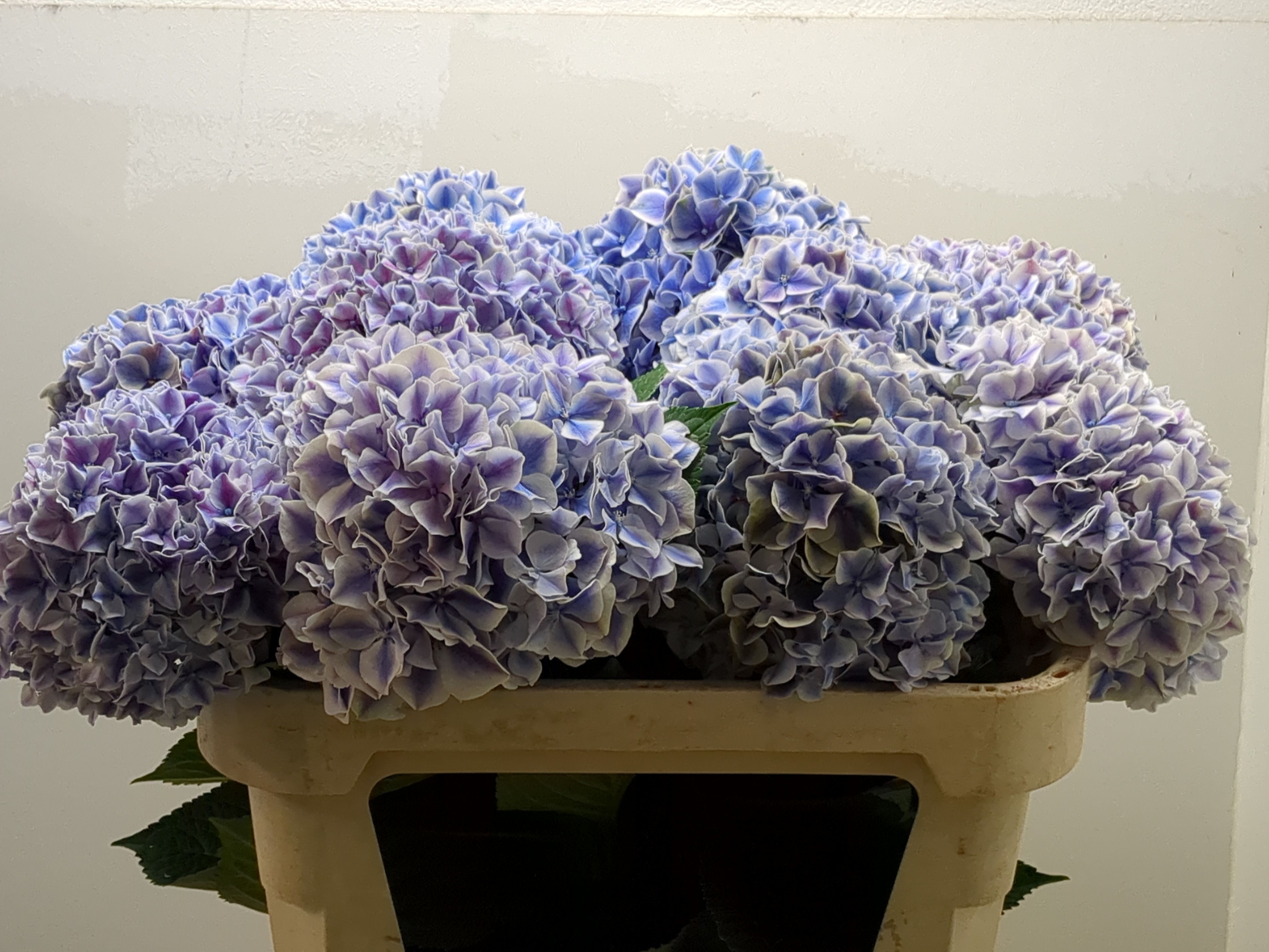 Hydrangea Sunsation | Hydrangea | Hydrangea | All flowers