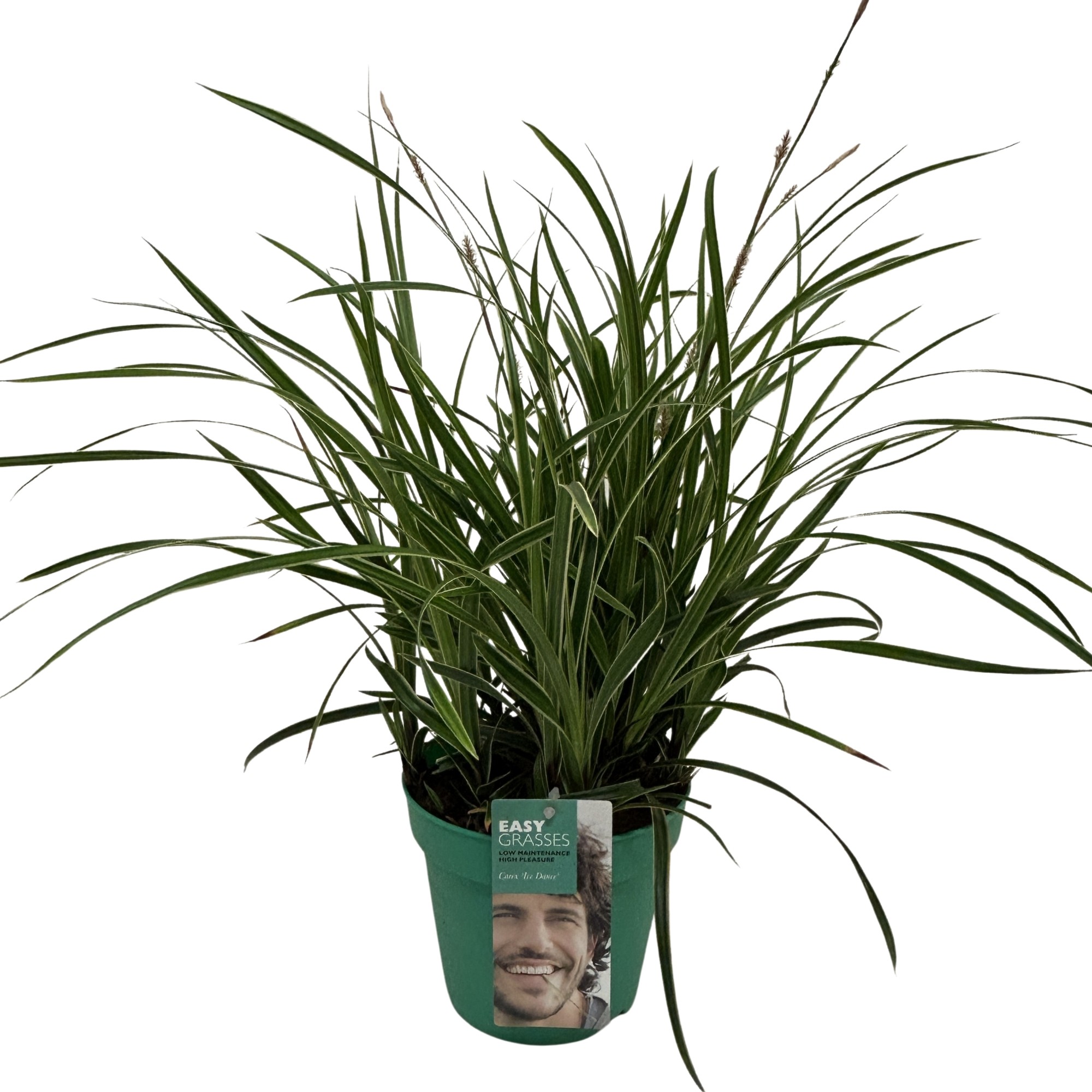 Picture of Carex morrowii Ice Dance GROEN