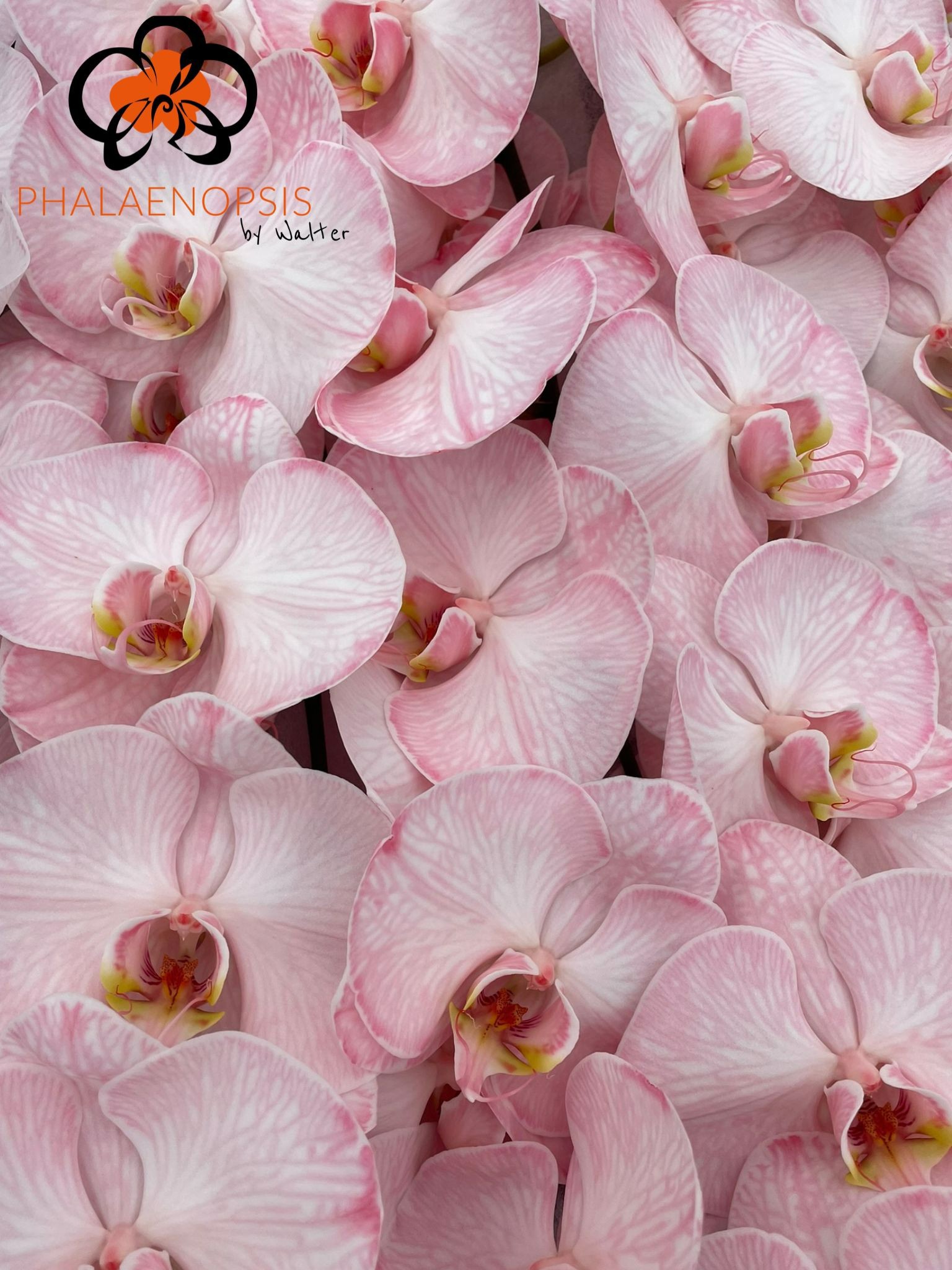 Phal Coloured Candy