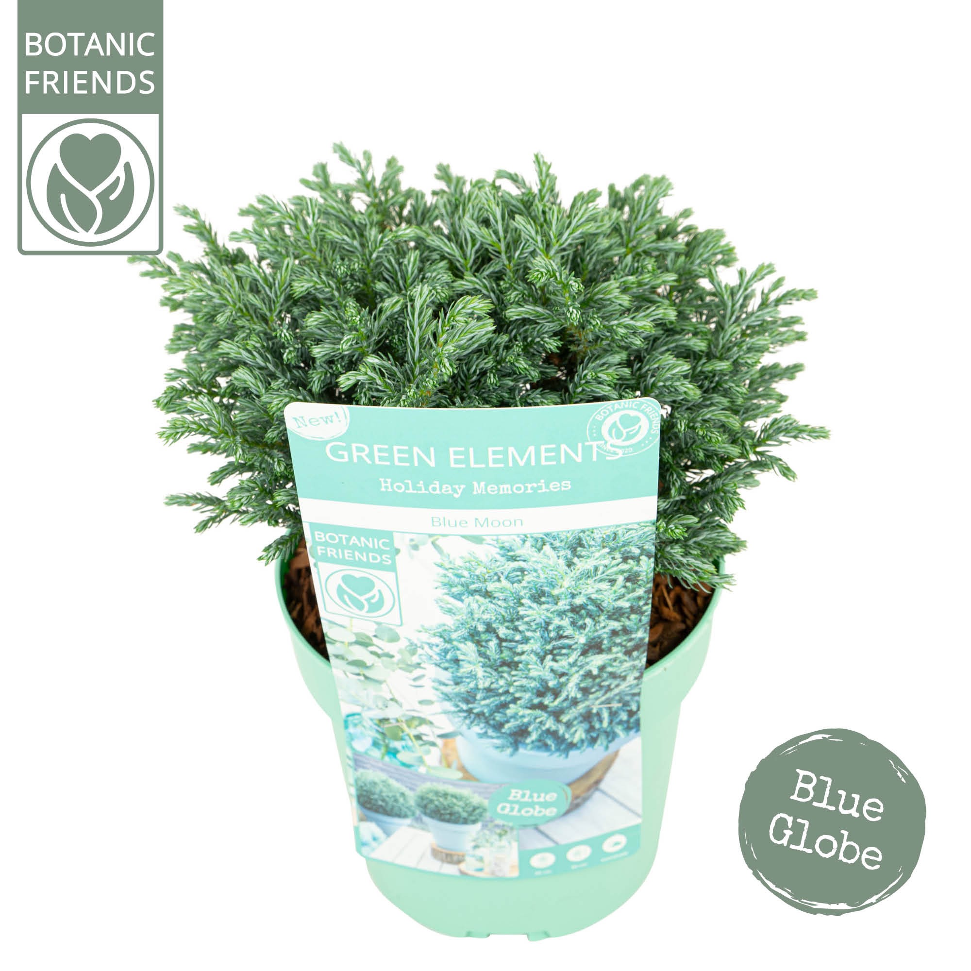 Picture of Chamaecyparis pisifera Blue Moon P17 (2 Ltr)