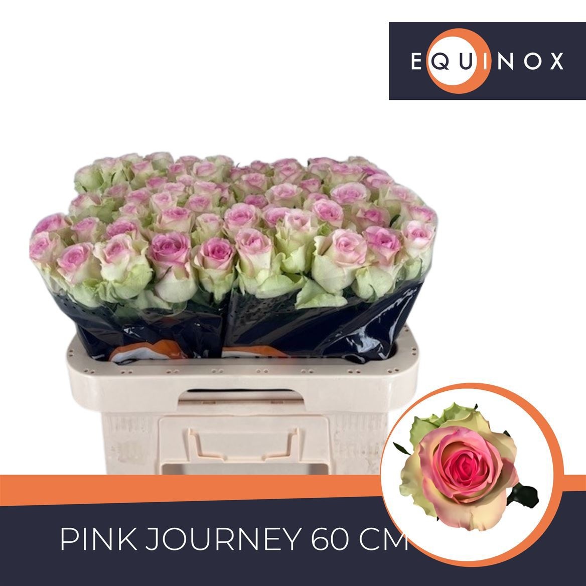 R Gr Pink Journey