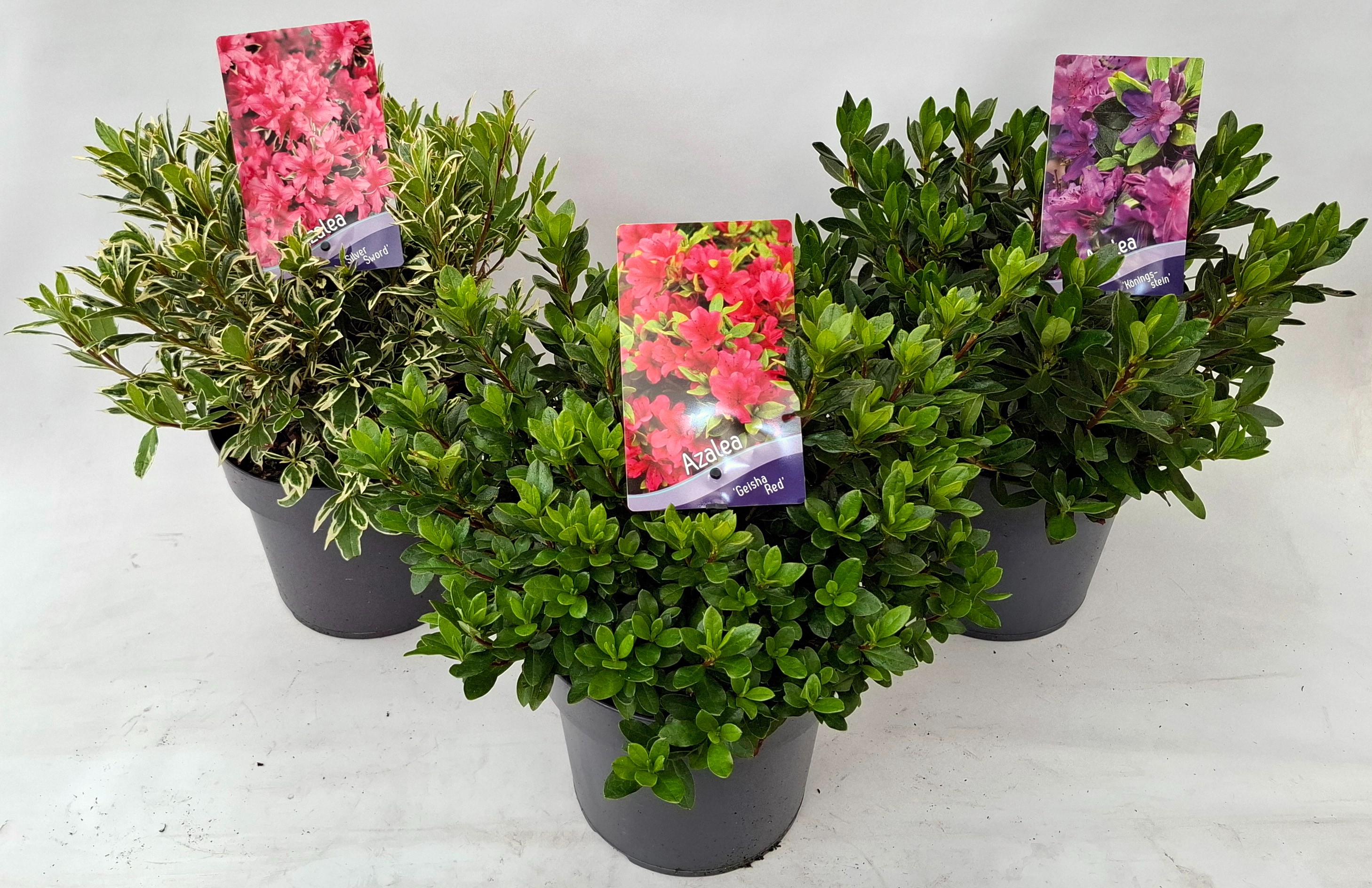 Picture of Rhododendron (AJ) Mix
