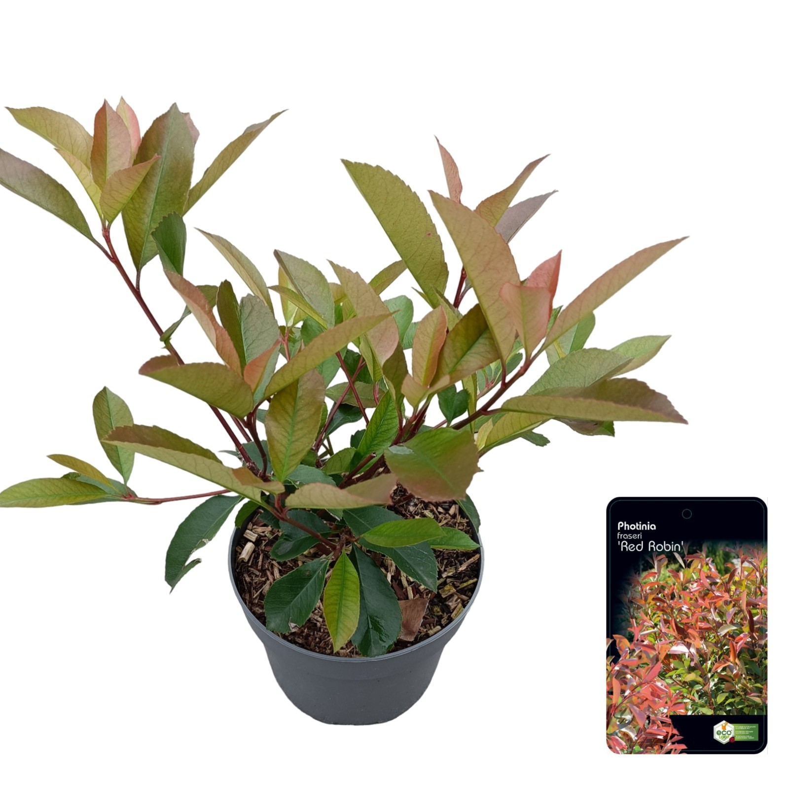 Picture of Photinia fraseri 'Red Robin' C2