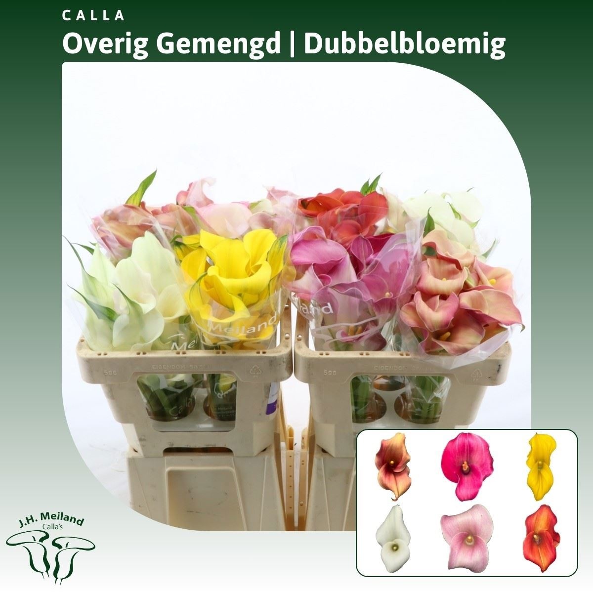 Calla Assorted 50cm