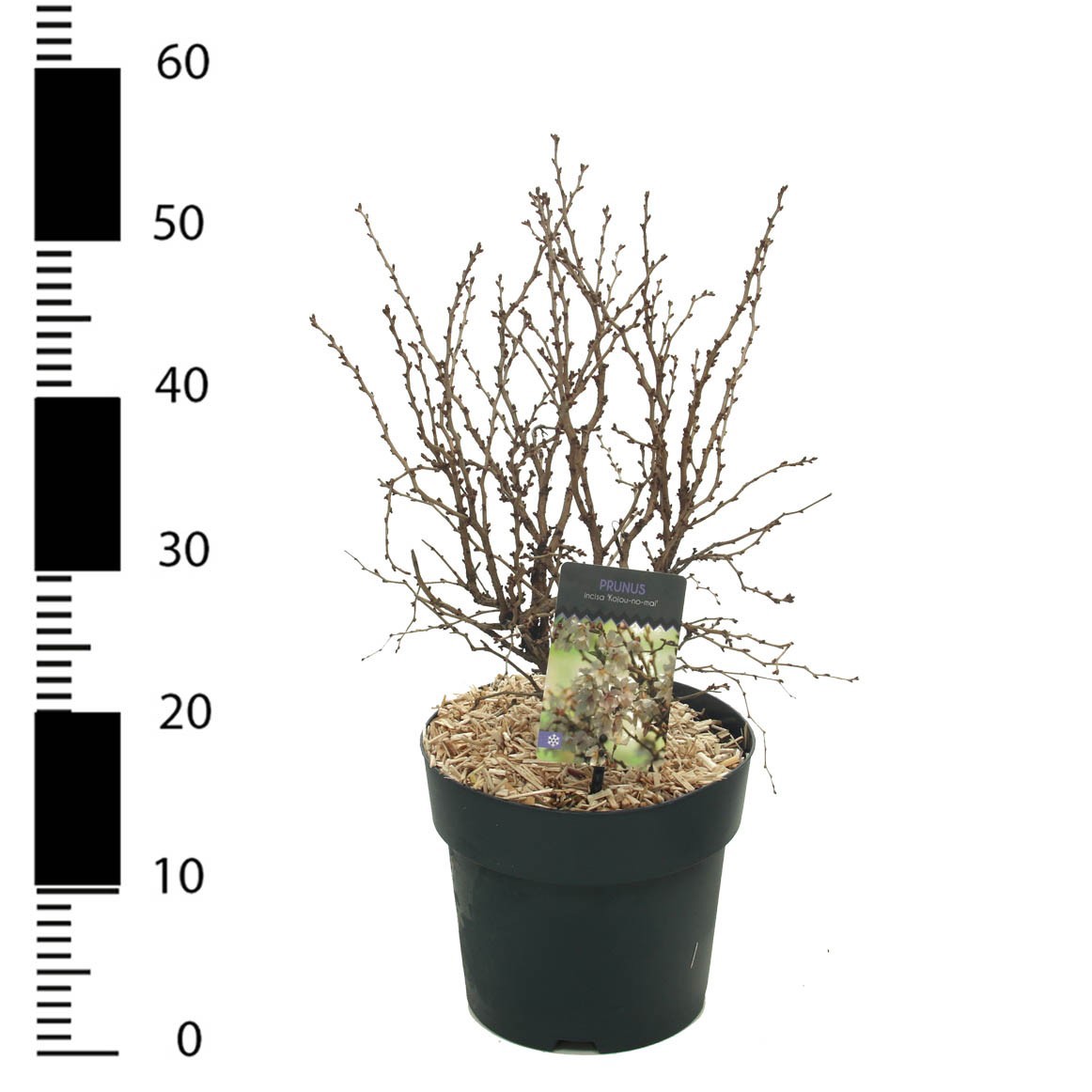 Picture of Prunus incisa 'Kojou-no-mai'