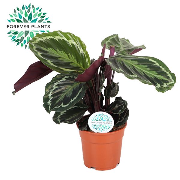 Calathea 'Medallion'
