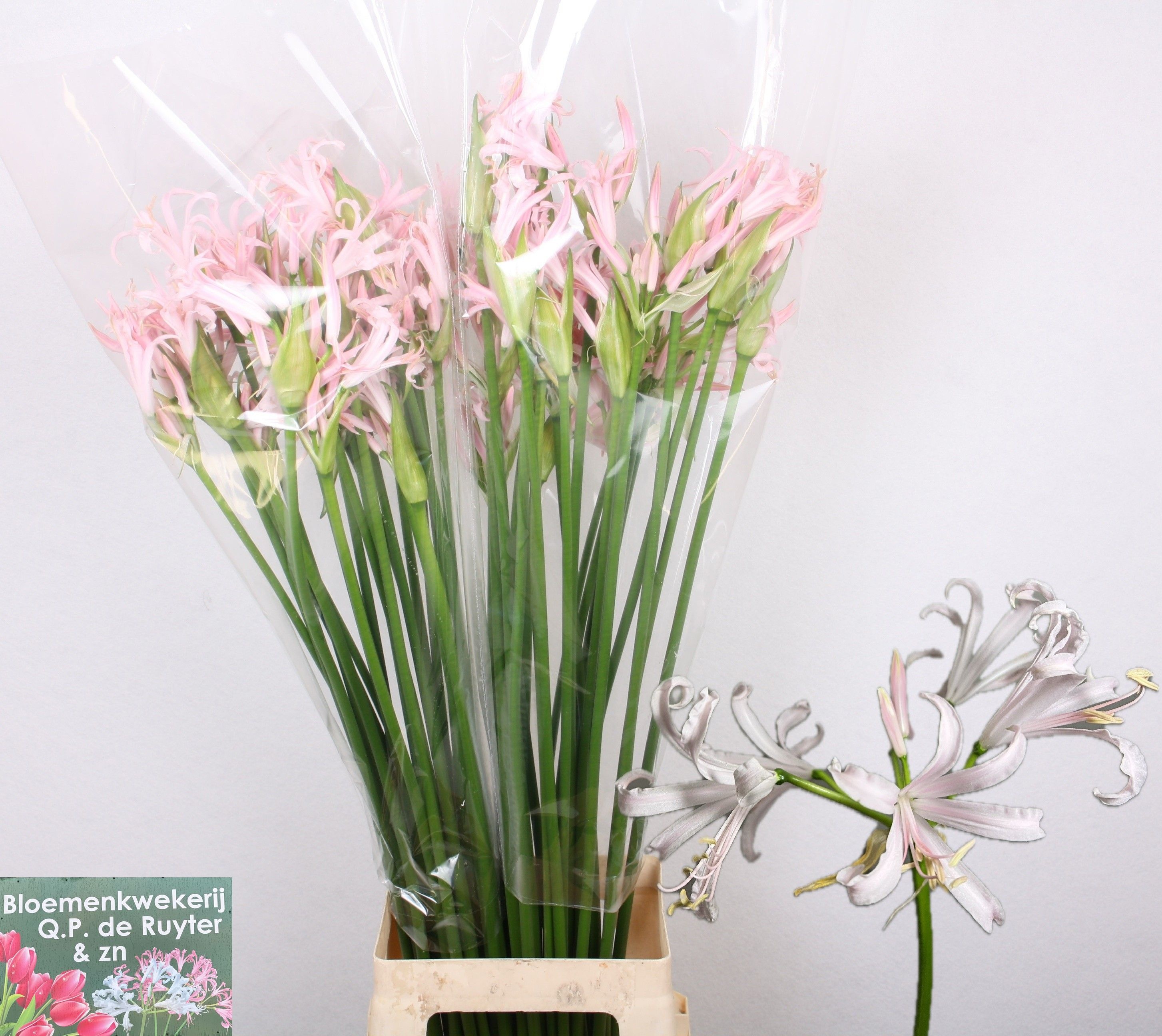Nerine Sofie 70cm