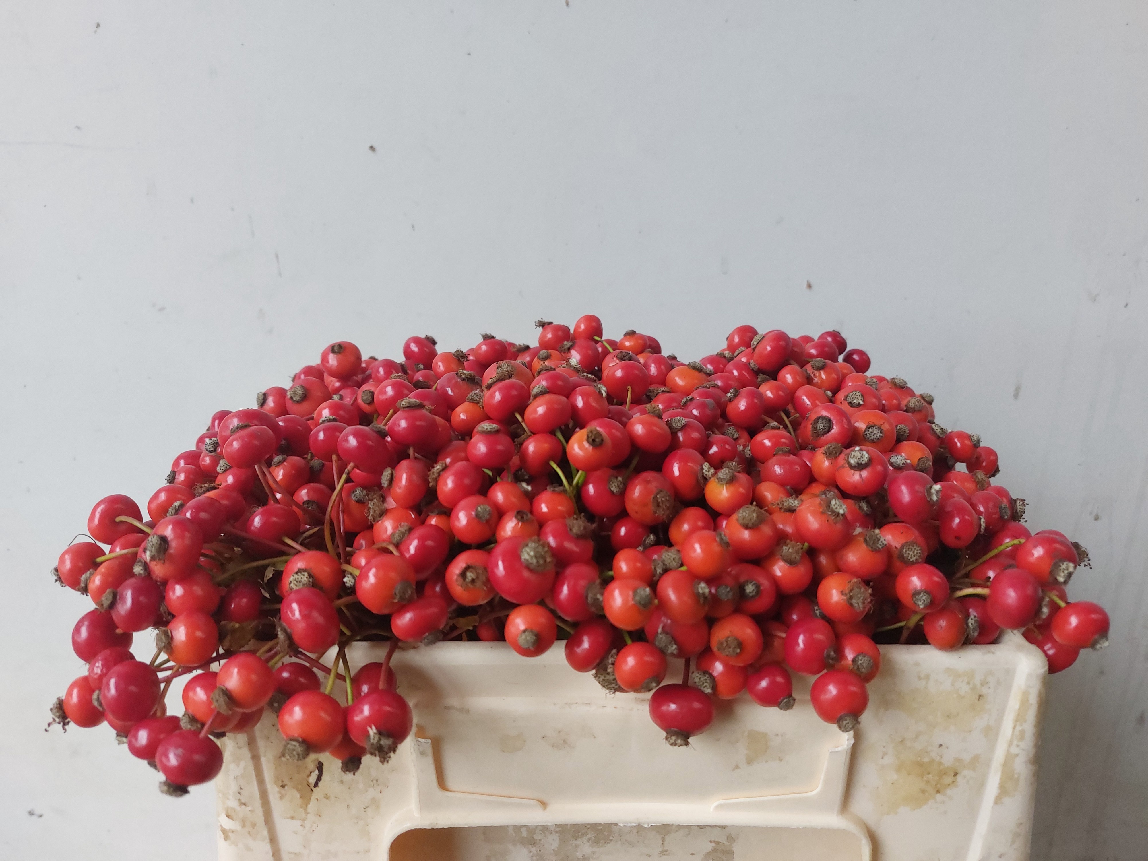 Rosehips Amazing Fantasy 30cm