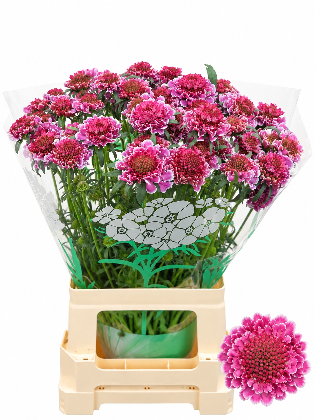 Scabiosa At Mars Scoop 60cm