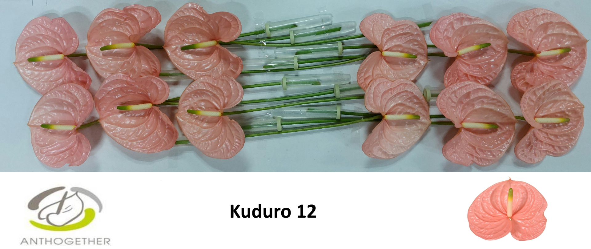 Anth A Kuduro
