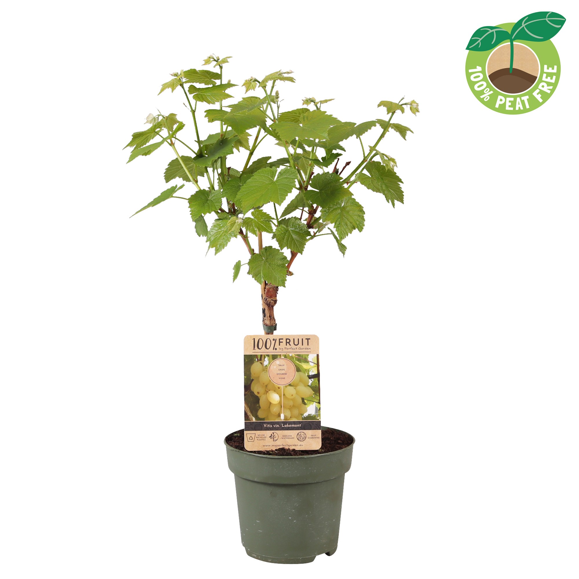 Picture of Vitis vinifera Lakemont (seedless) P21 (4 Ltr) 25/STD