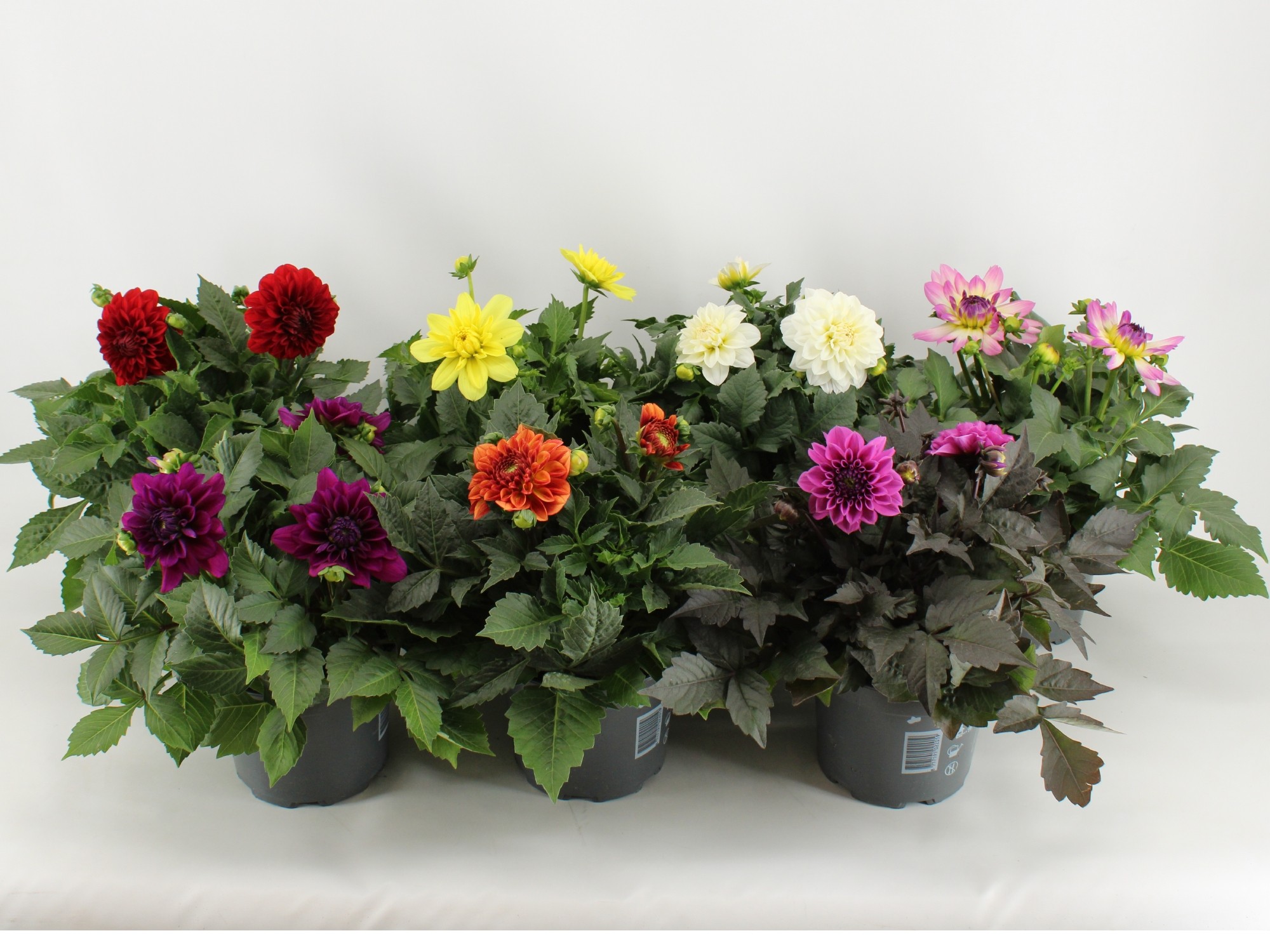 Dahlia mixlaag