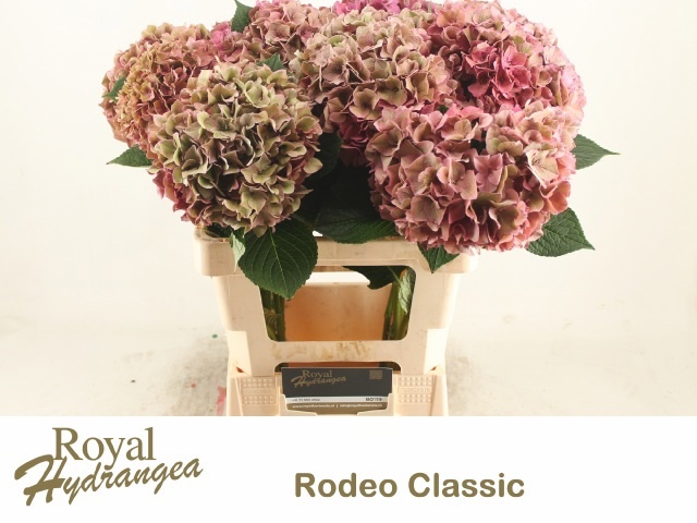 Hydr M Rodeo Cl