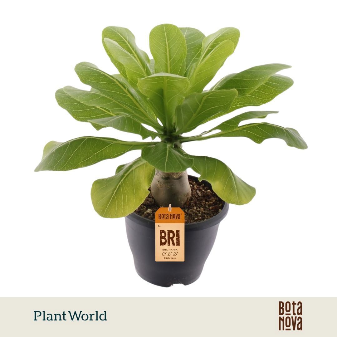 Brighamia insignis 'Hawaii Palm'
