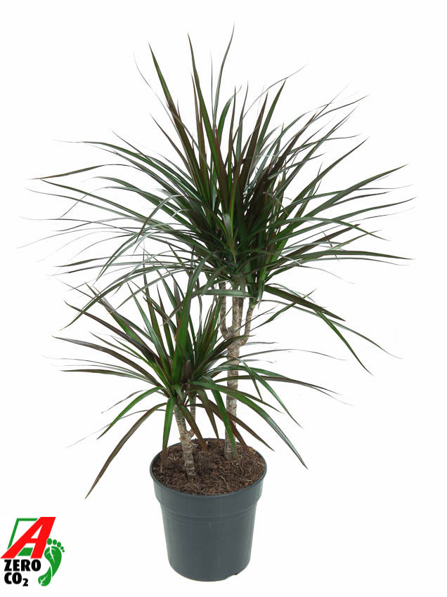 Picture of Dracaena Magenta 30-10 P19 80CM