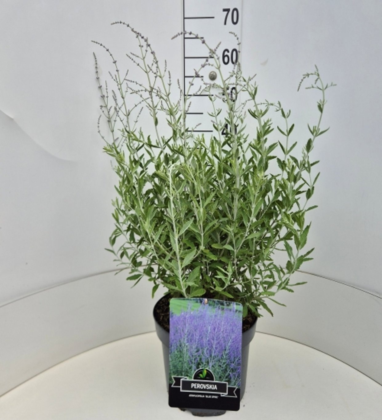 Perovskia 'Blue Spire'