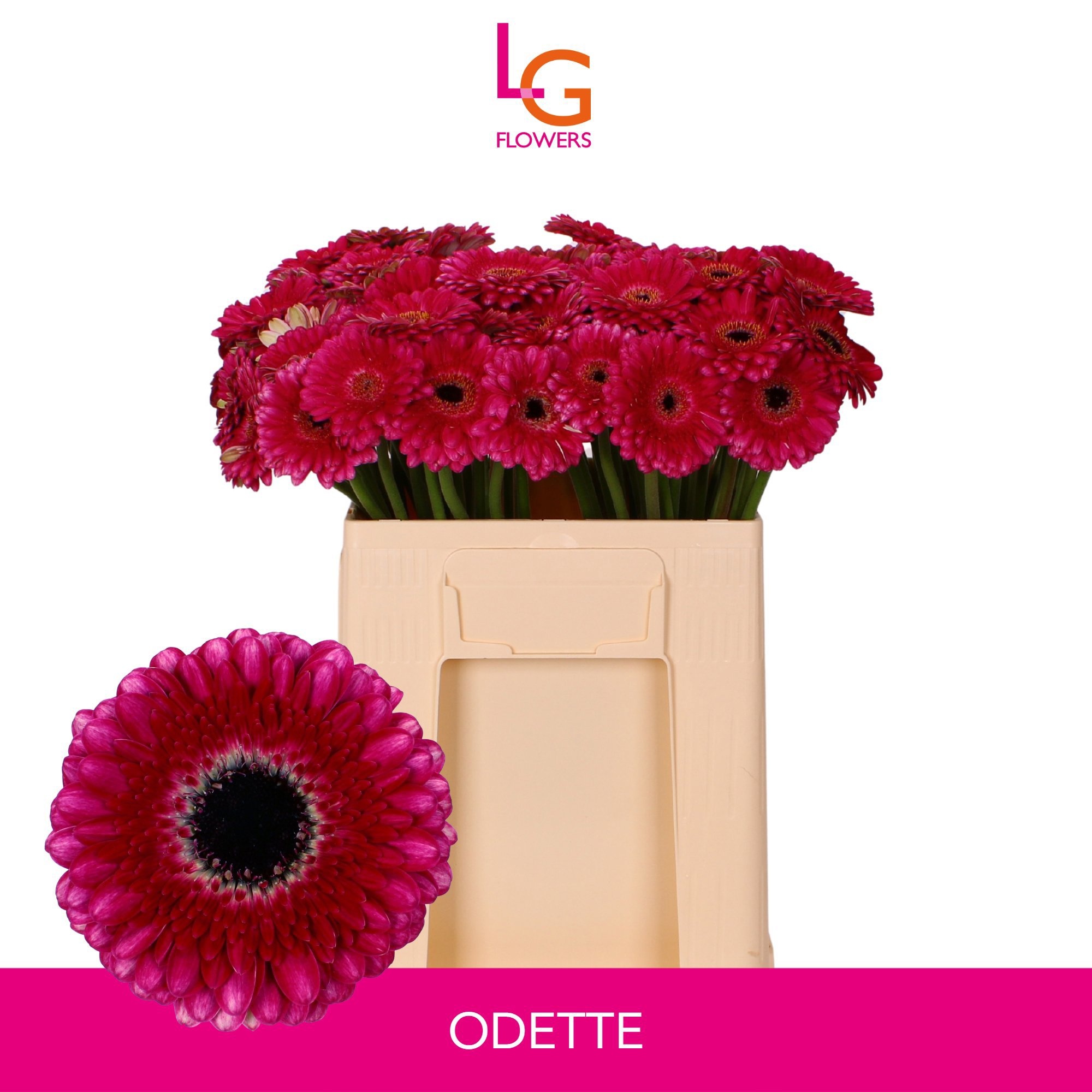 Ge Mi Odette