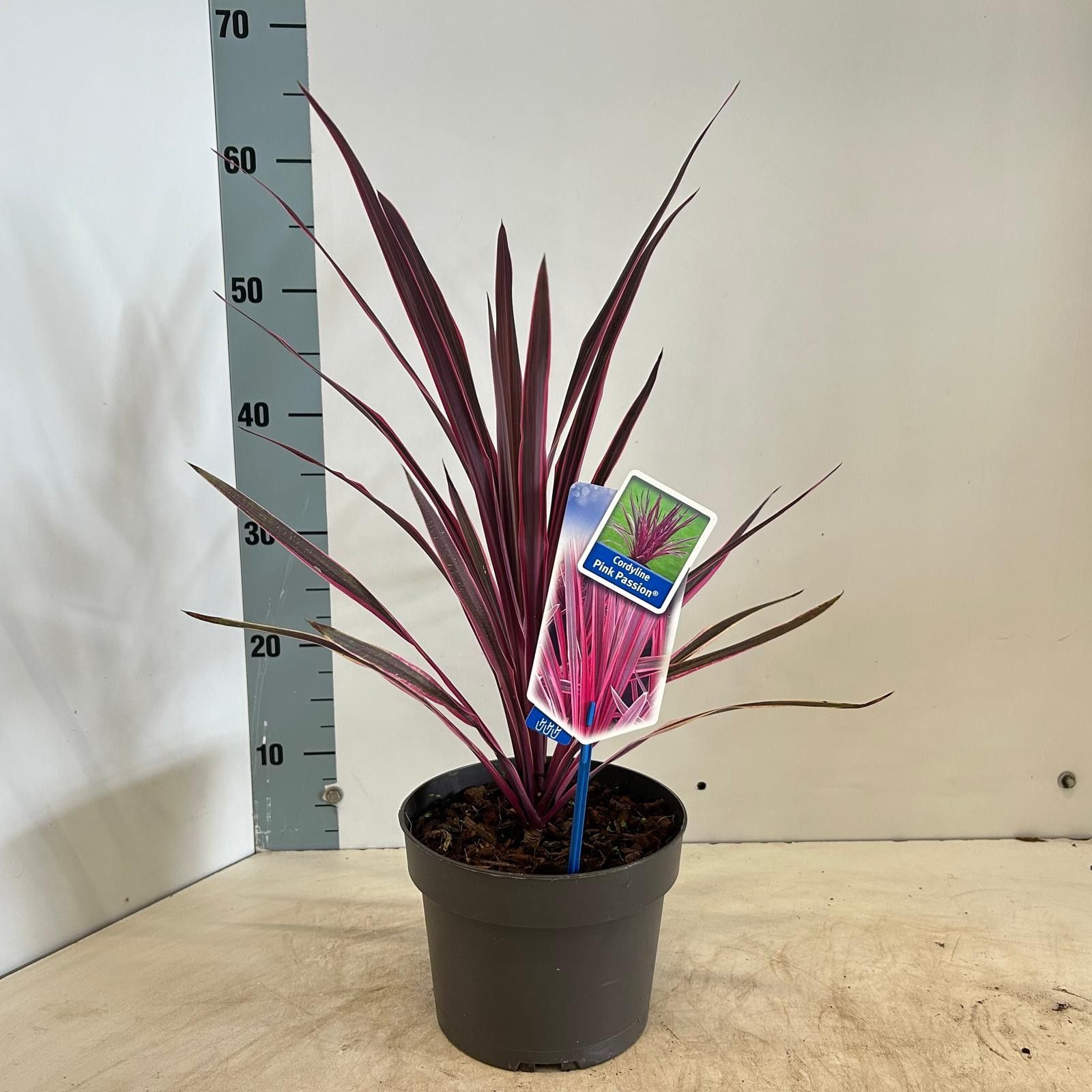 Picture of Cordyline australis 'Pink Passion'