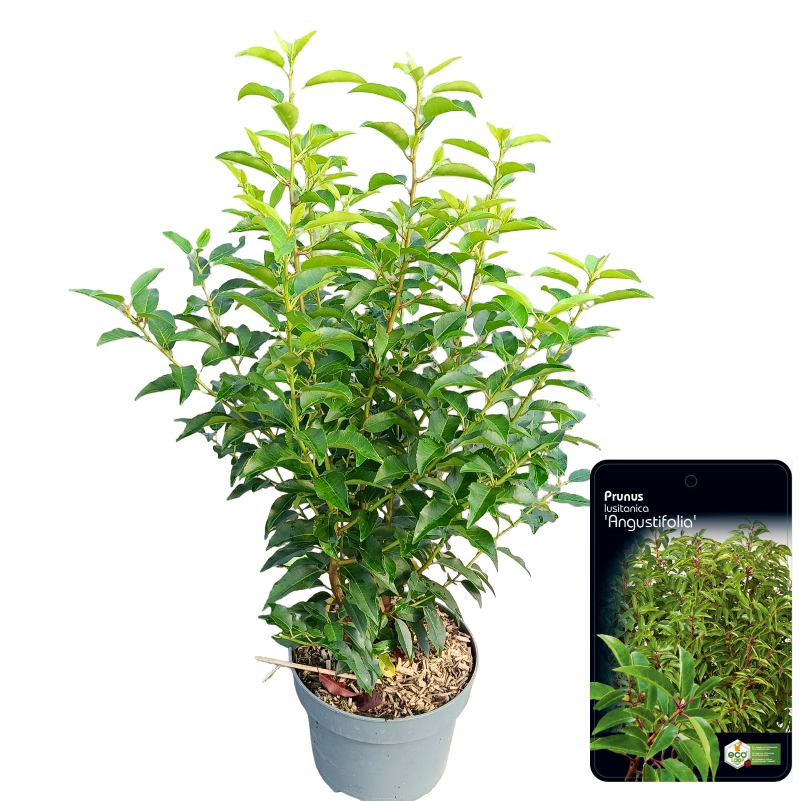 Picture of Prunus lusitanica Angustifolia C5