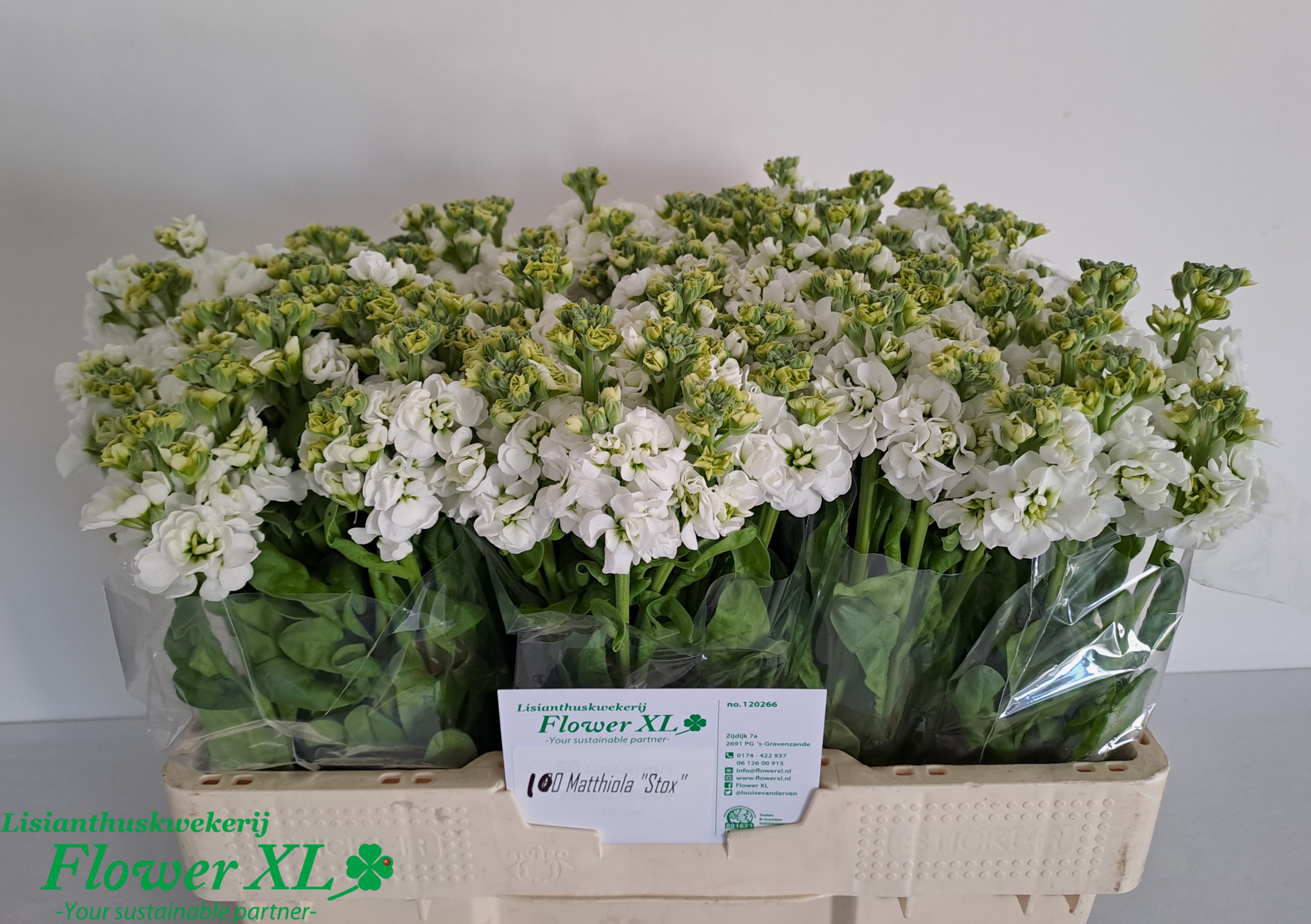Matthiola Stox White 50cm