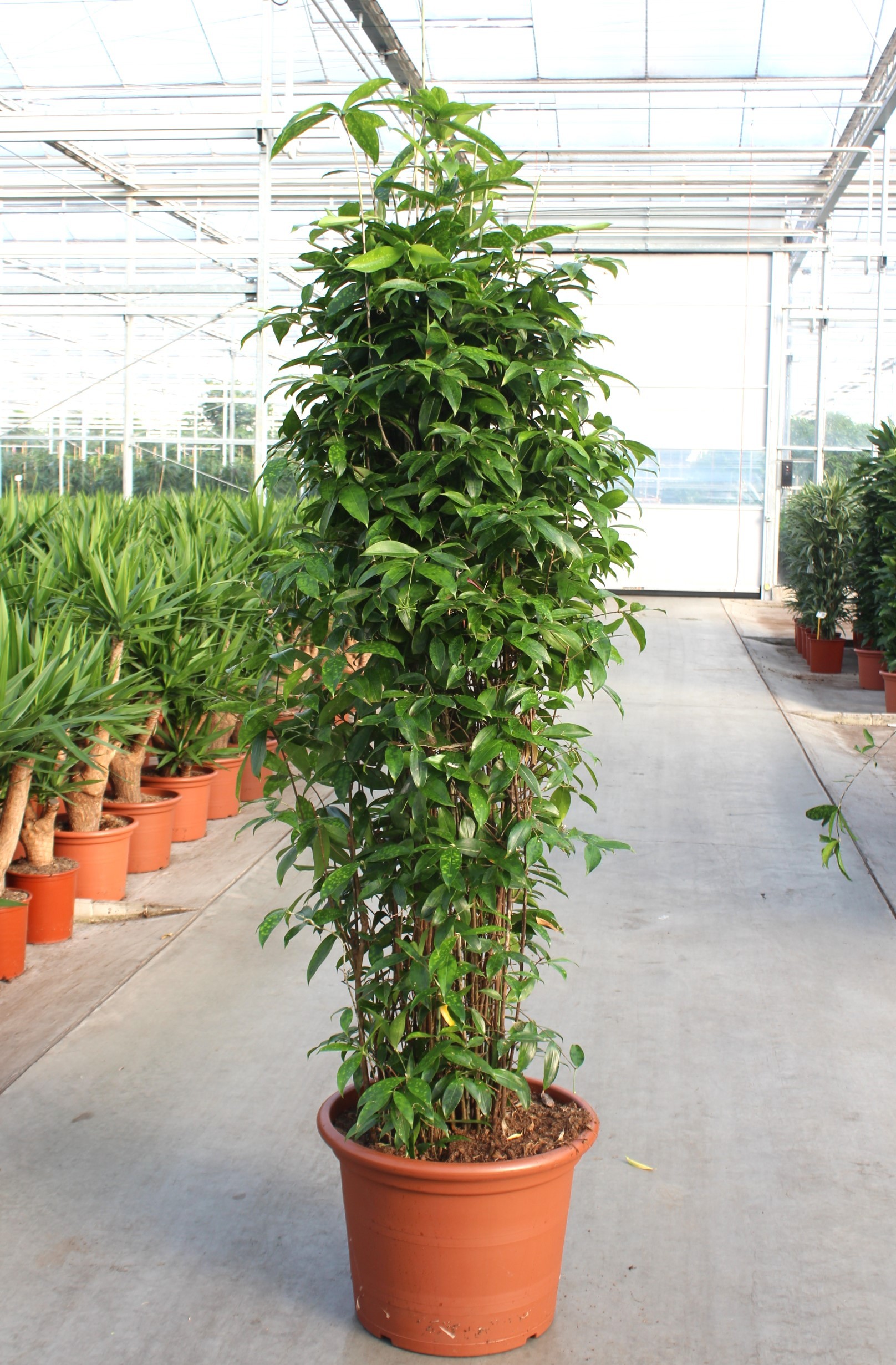 Dracaena surculosa | Hamiplant