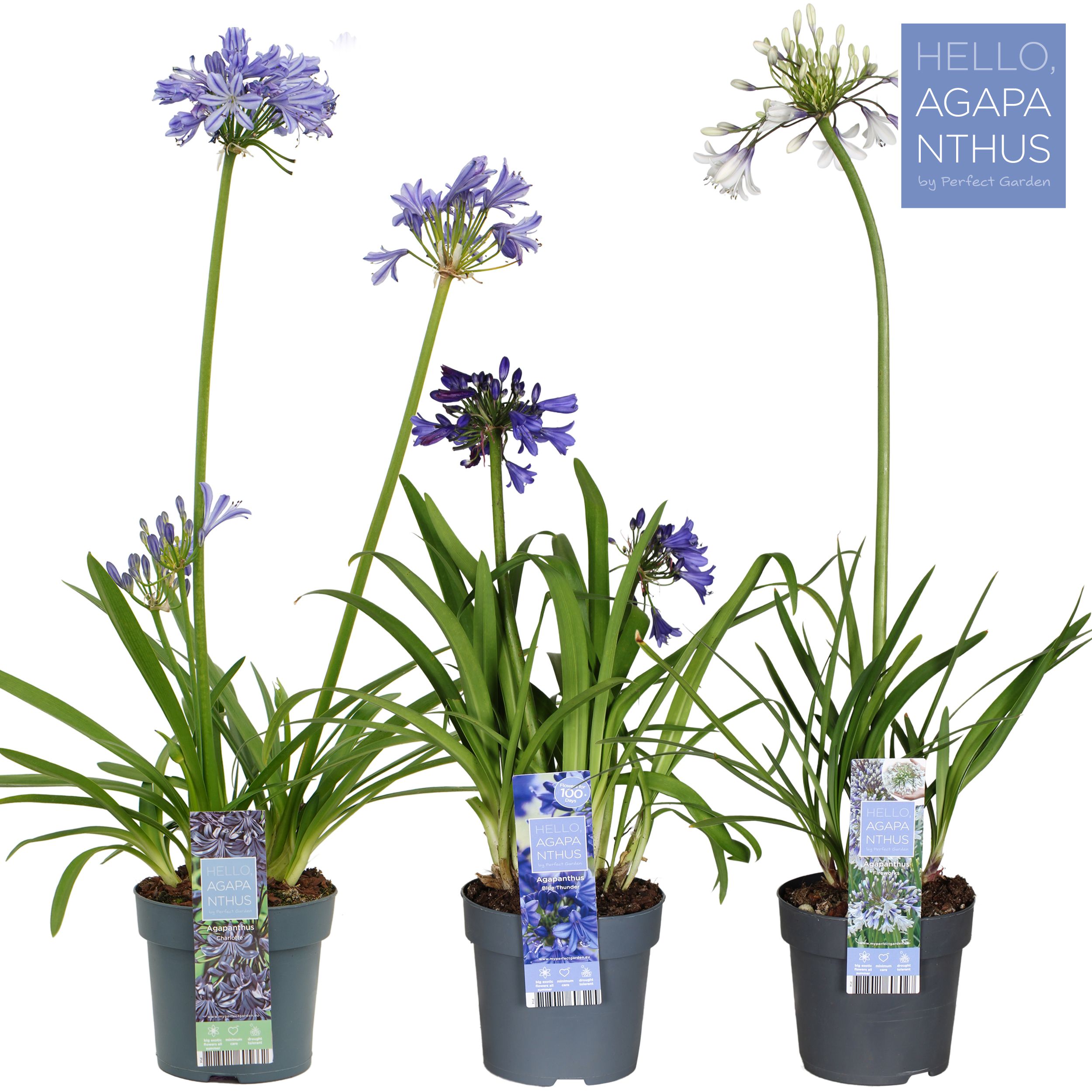 Picture of Agapanthus mix shelve P14
