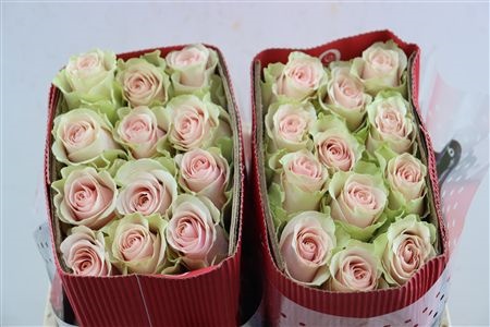 Rosa Frutteto 50cm