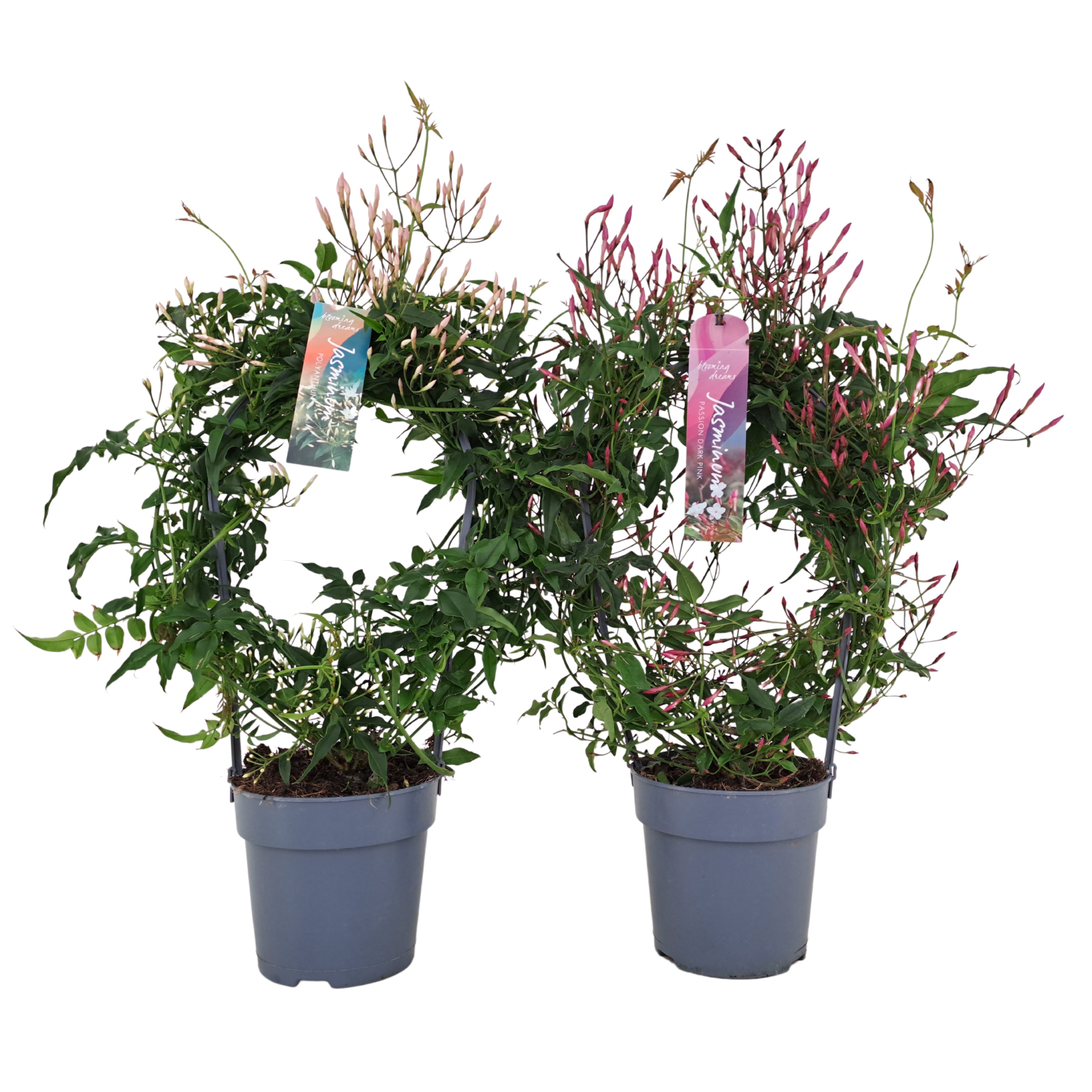 Jasminum boog 200 knop wit/roze gemengd (Jasmijn)