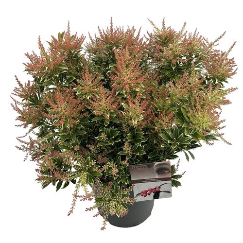 Pieris 'Polar Passion' ® sense p27 Asra
