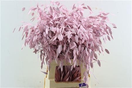 Dried/preserved Flowers Misc 70cm
