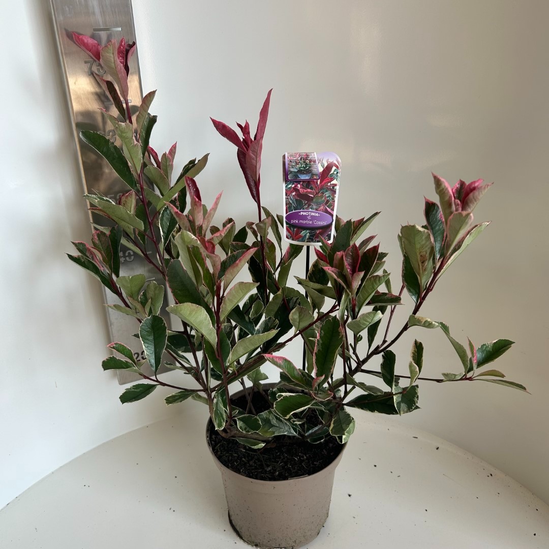 Picture of Photinia fras. Pink Marble P23 (5 Ltr) (LOOSE)