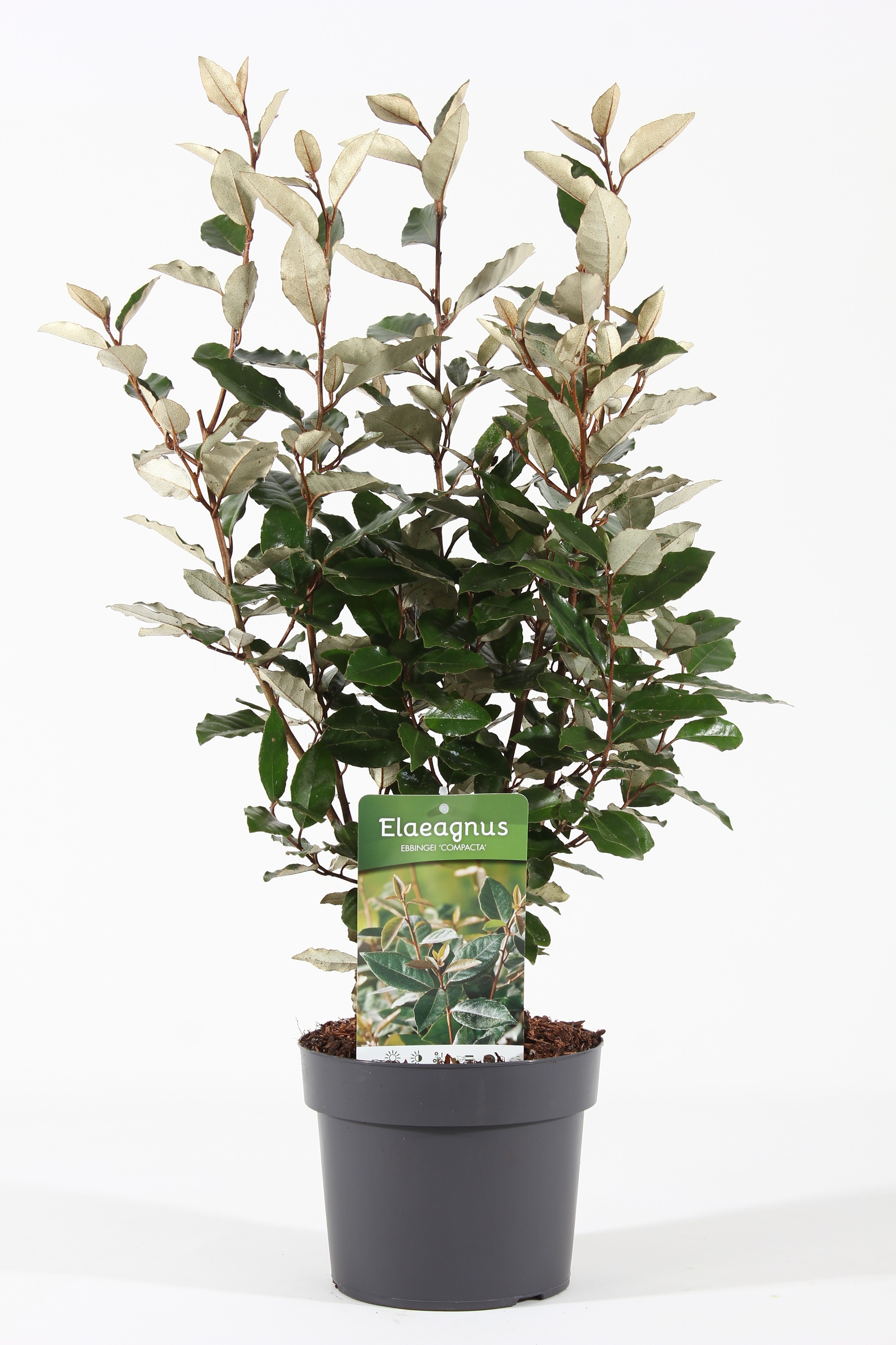 Picture of Elaeagnus ebb. 'Compacta' P19/C3