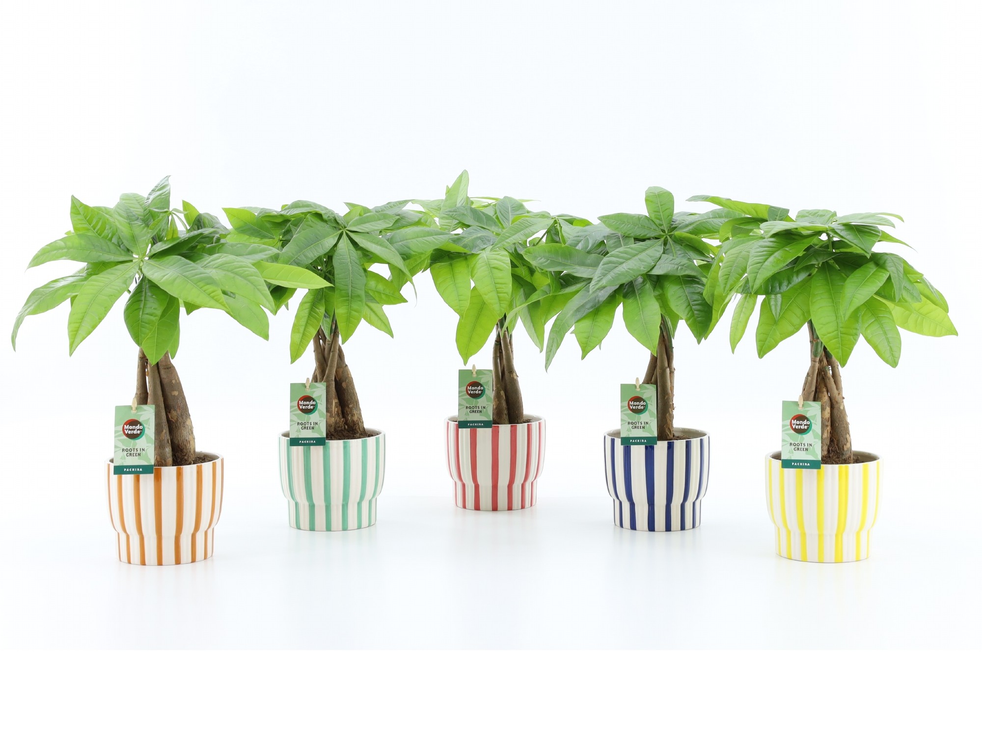 Picture of Pachira Aquatica braided stem in Pastel Stripe ceramic P13 50CM