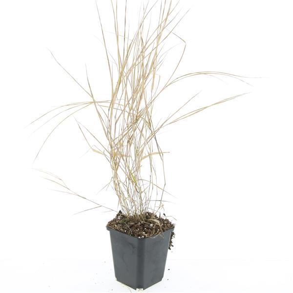 Picture of Hakonechloa macra P9