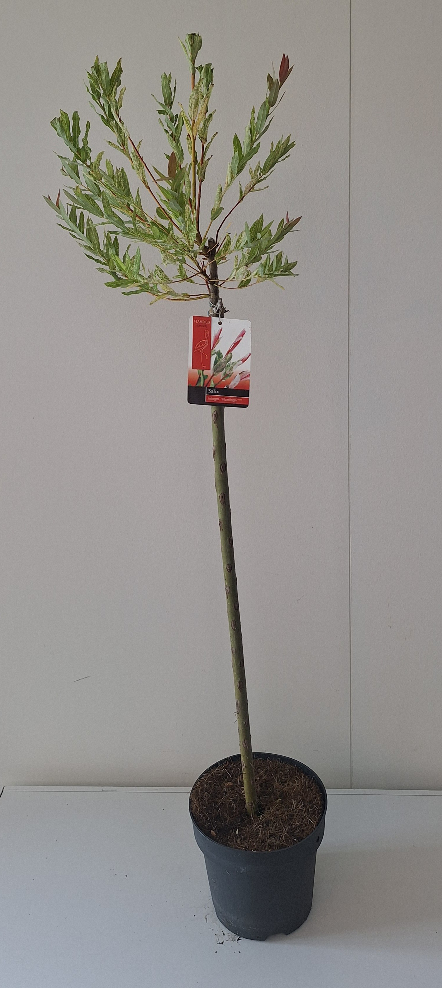 Picture of Salix Flamingo stam 80