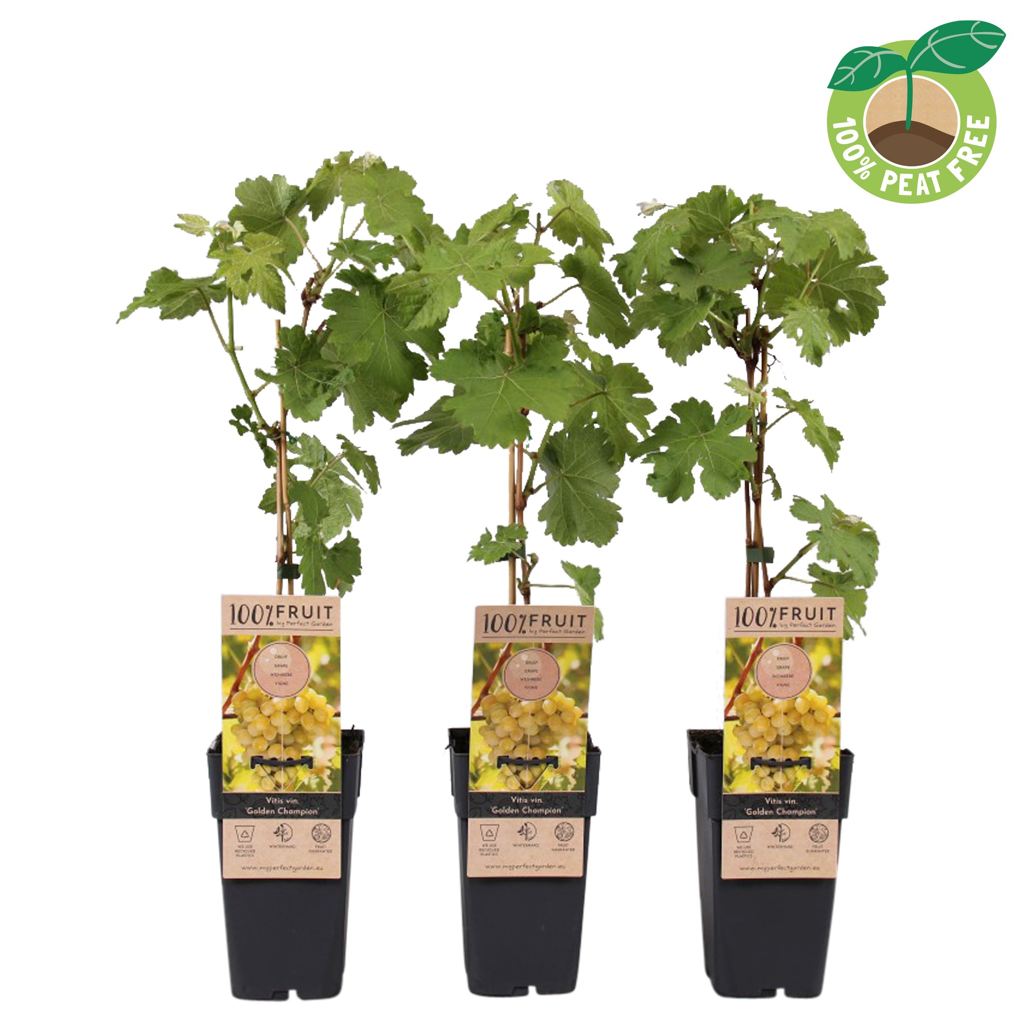 Picture of Vitis vinifera Golden Champion P15 (2 Ltr/high)