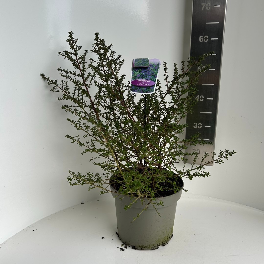 Picture of Ceanothus Julia Phelps P23 (5 Ltr) (LOOSE)