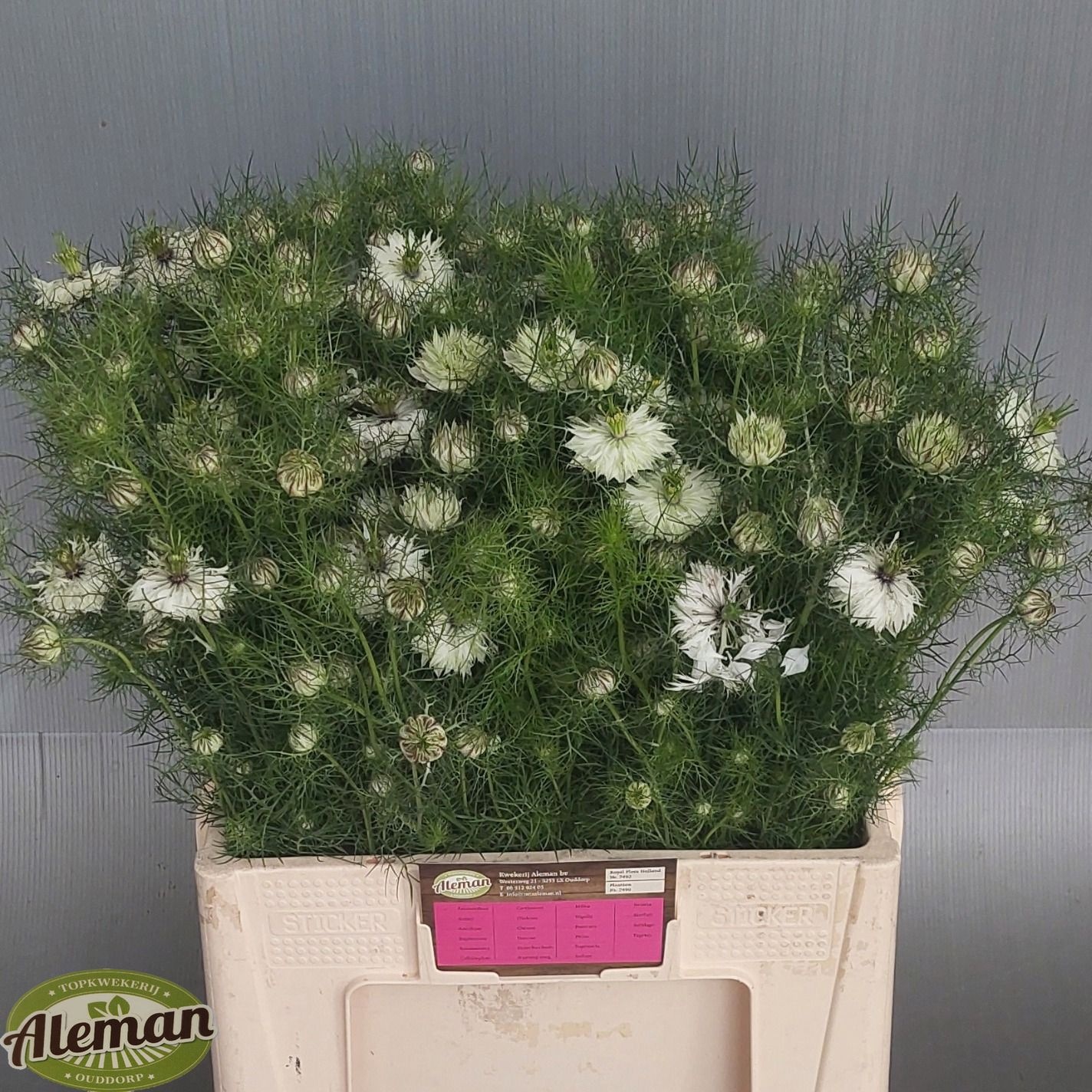Nige D Artist White 60cm