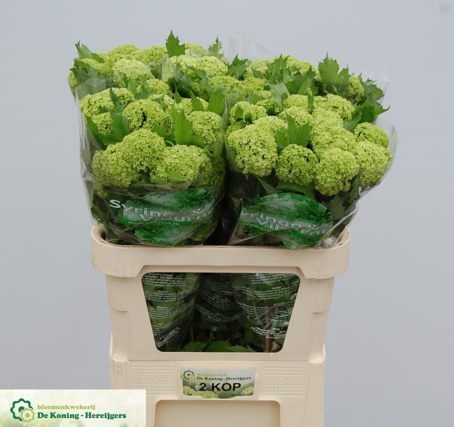 Viburnum Roseum St