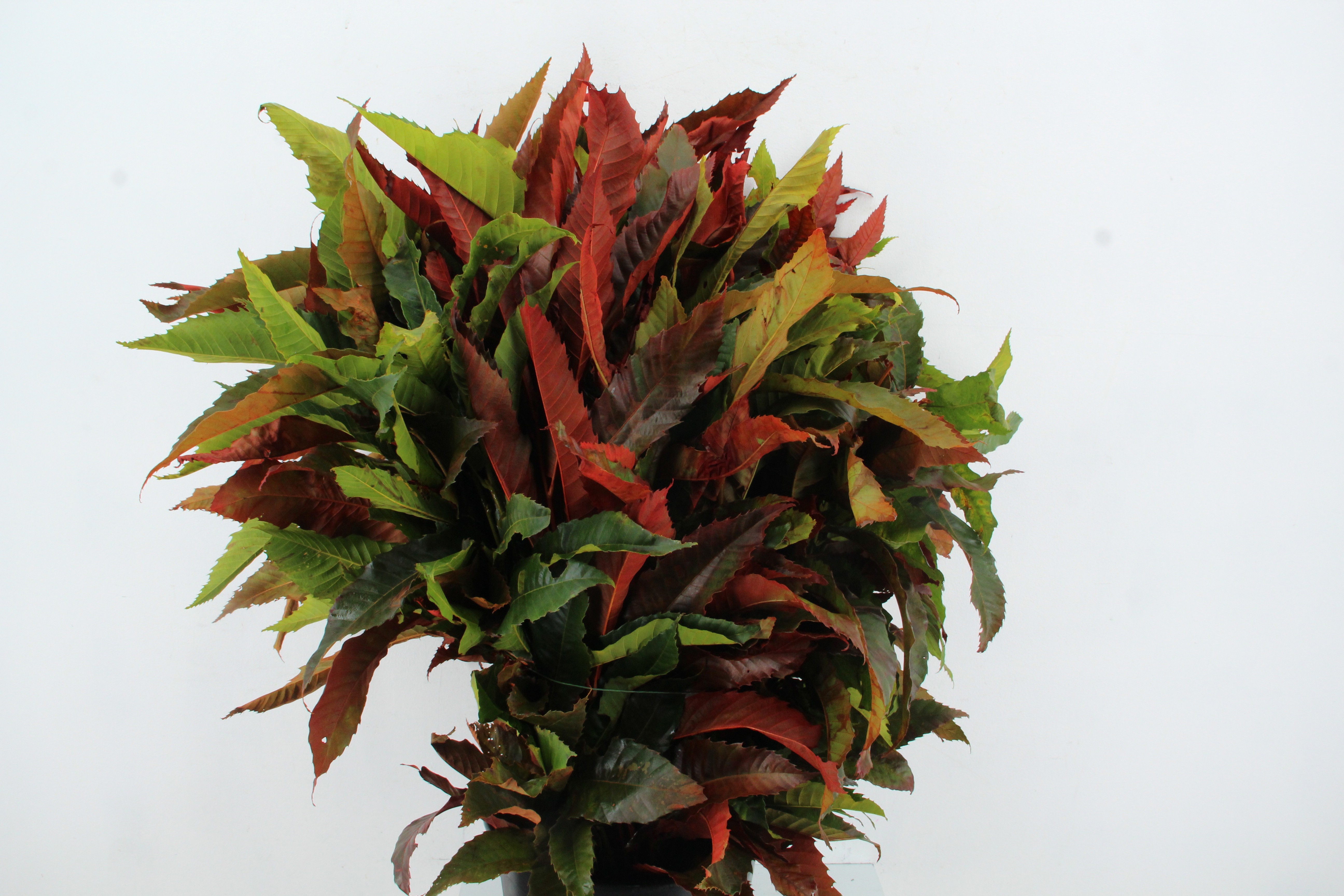 Castanea Sativa