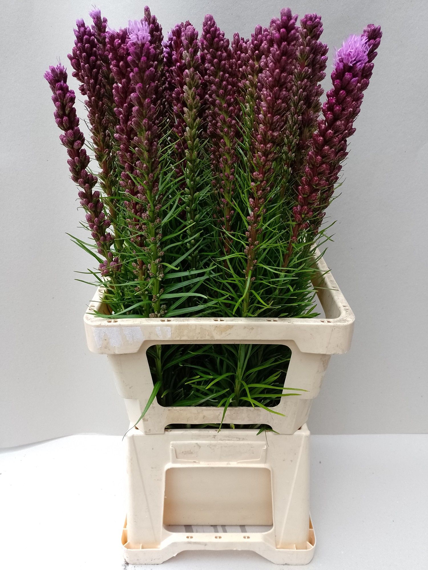 Liatris Spicata 60cm