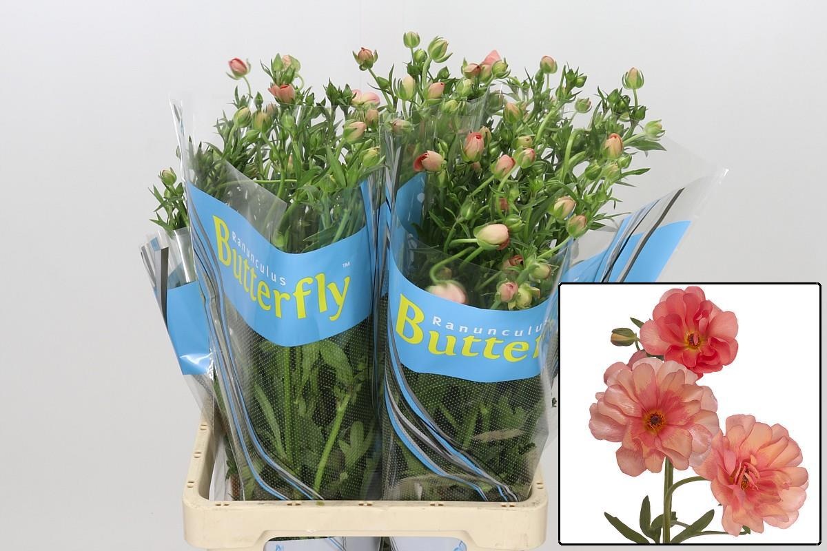 Ranunculus Butterfly Eris 70cm