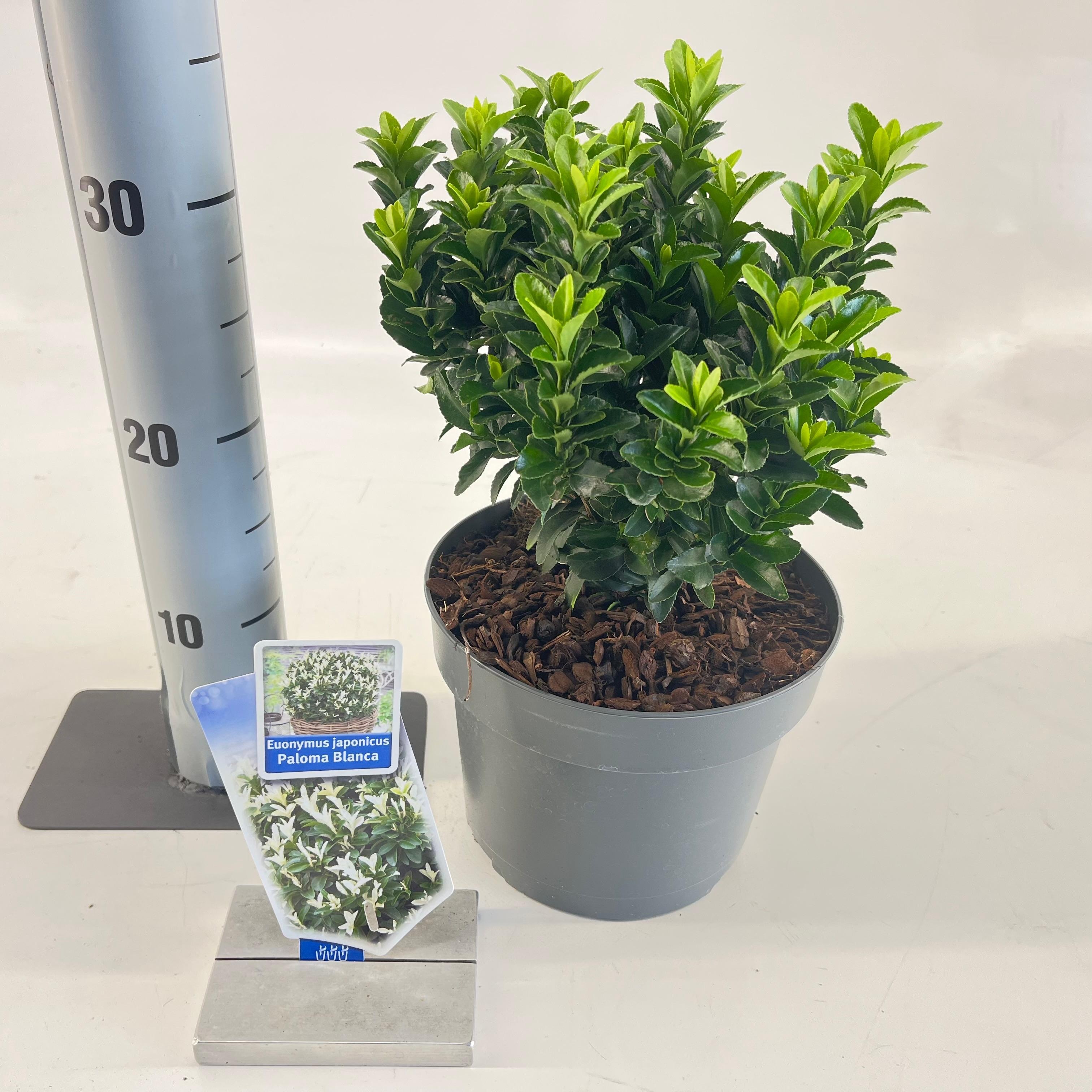 Picture of Euonymus jap. Paloma Blanca ('Lankveld03'PBR)