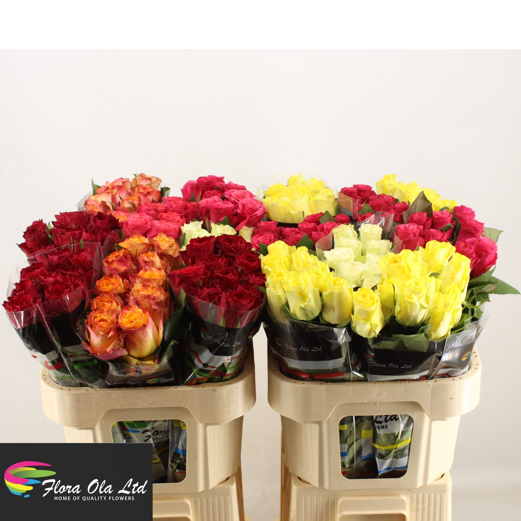 Rosa Mixed In Bucket 70cm