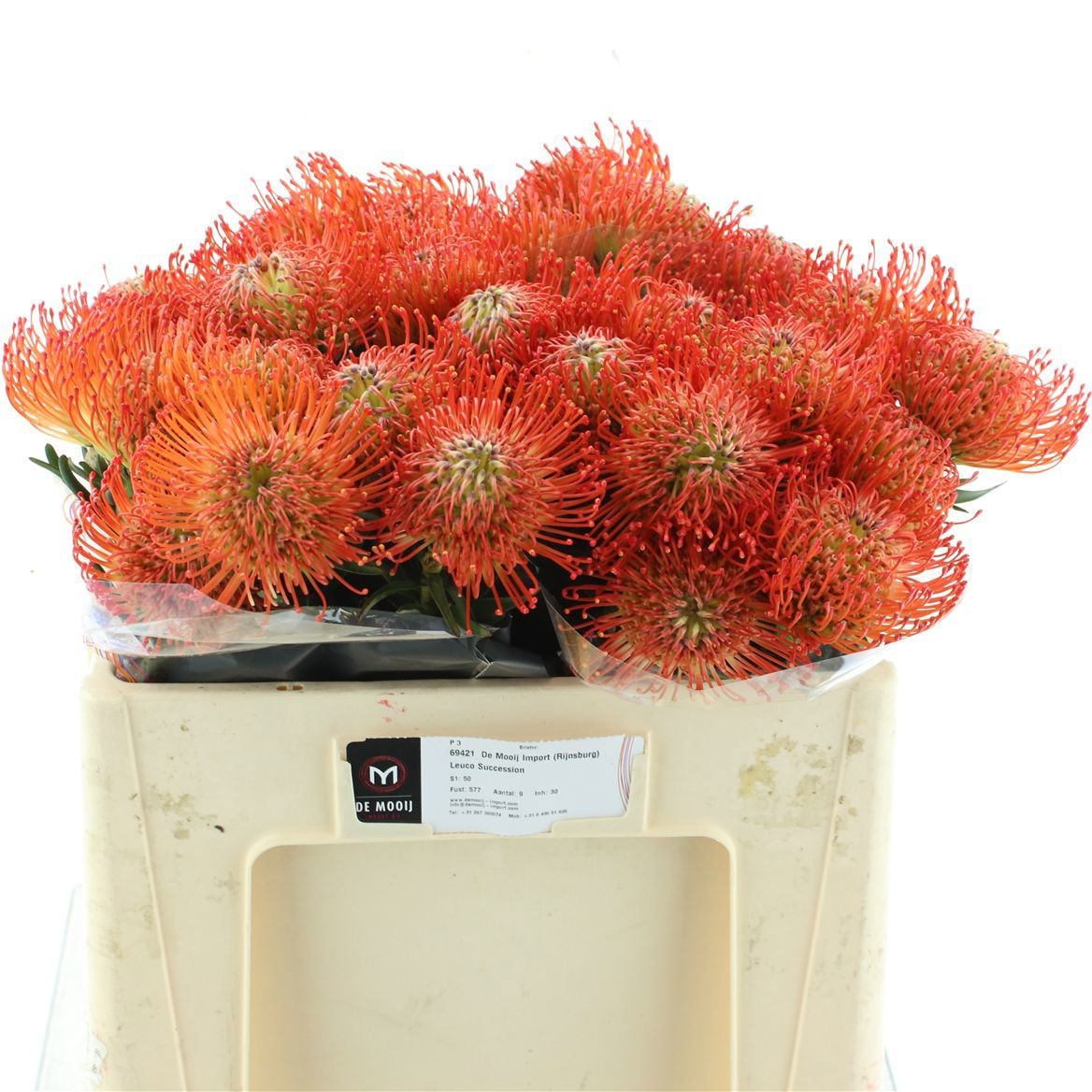 Leucospermum Succession 50cm