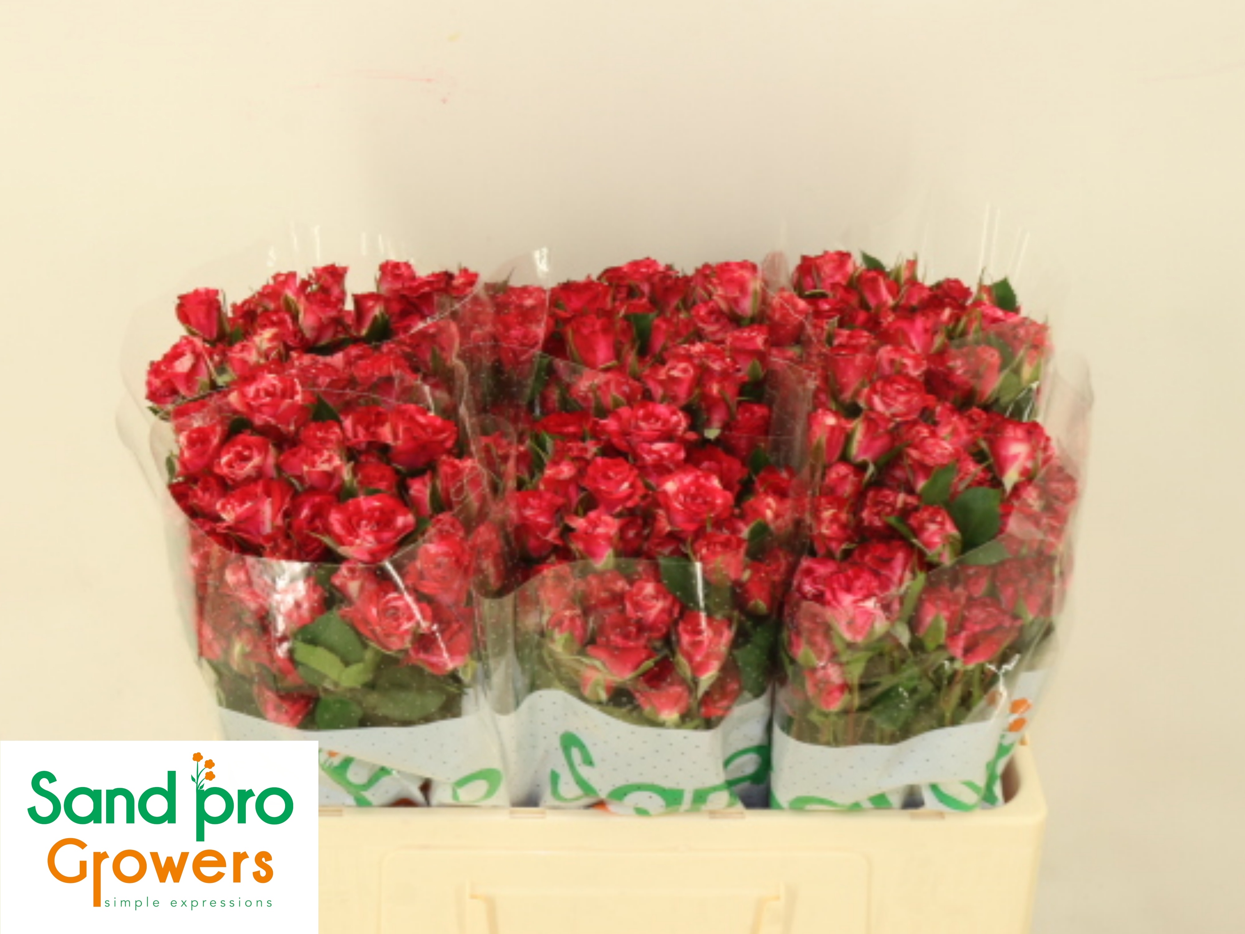 Rosa Spr Fireworks 50cm