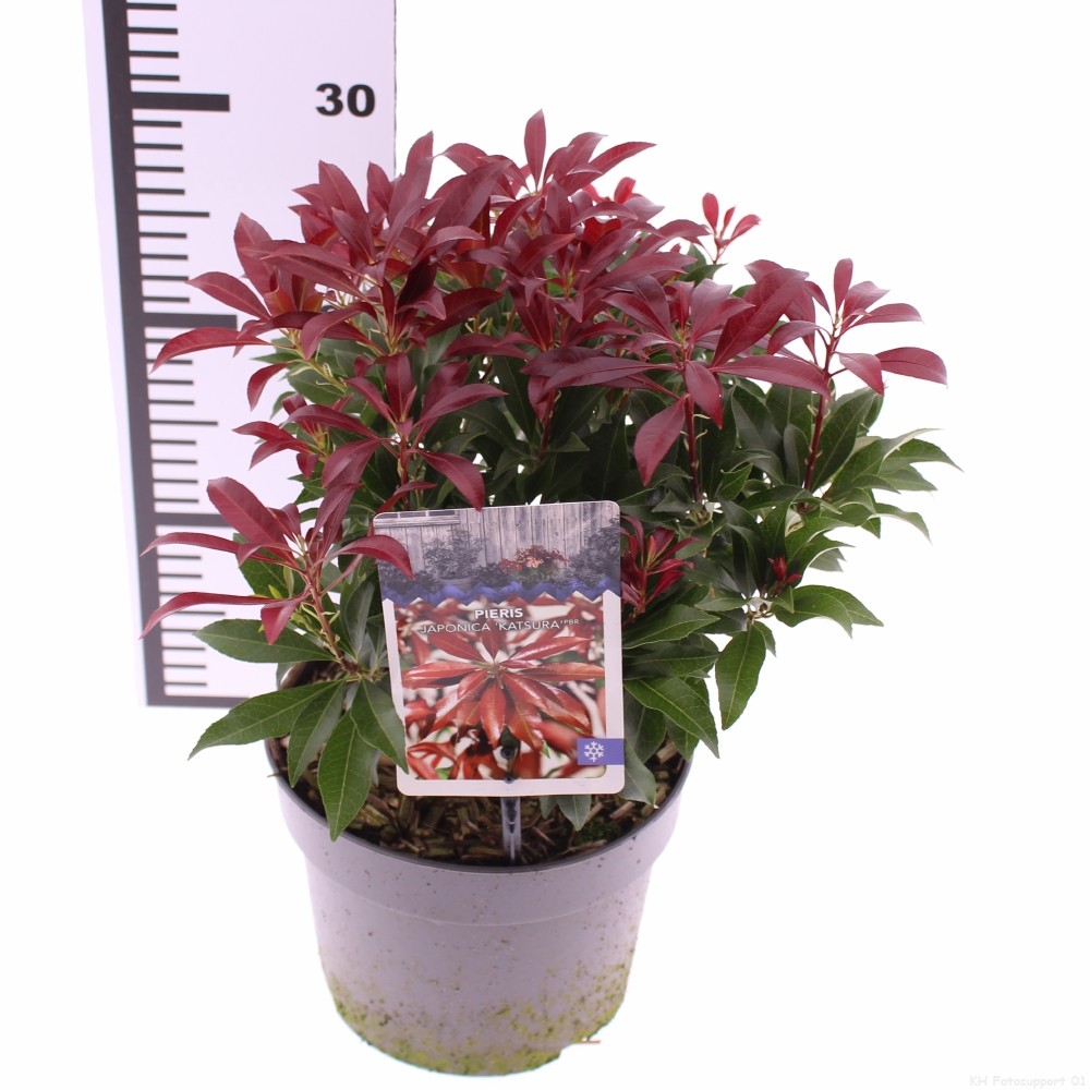 Picture of Pieris jap. 'Katsura'